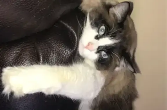 Lost Ragdoll Cat Comet: Skittish & Afraid