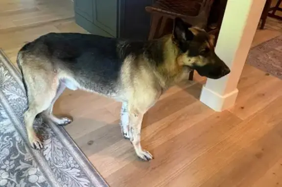 Found pets Dallas, photo: Found: Trained German Shepherd/Malinois Mix