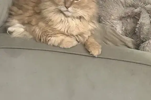 Lost Skittish Cat on Crossroads Dr, 207