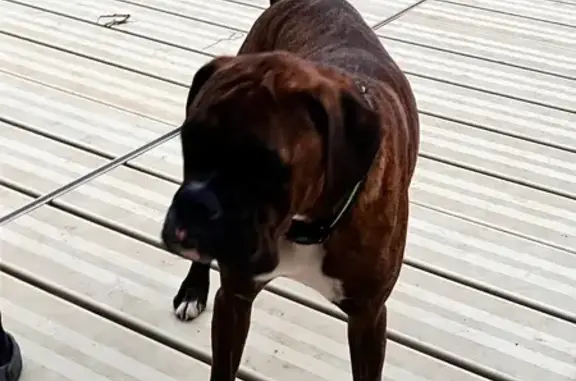 Lost Brindle Dog Near Randall Lake Road