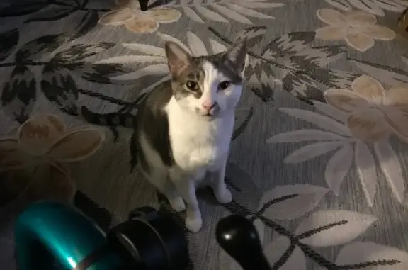 Lost Cat: Unique Marbled Coat in Lake Villa