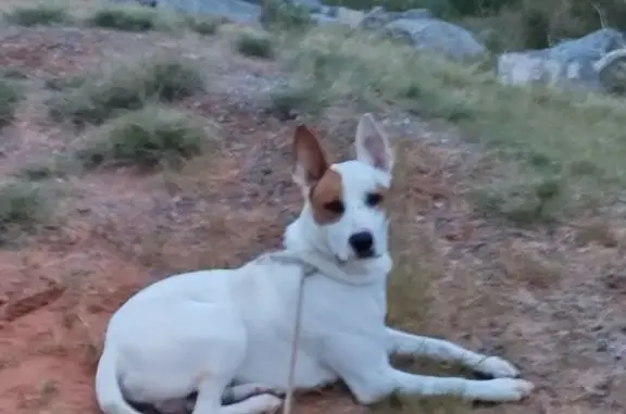 Lost Dog Near Highway 60, Chester