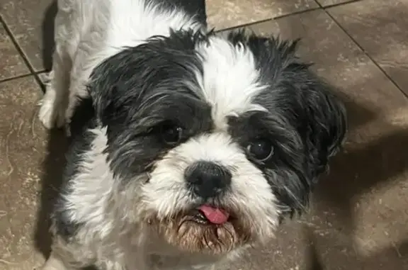Lost and found pets Las Vegas, photo: Lost Dog: Oso - White with Black Spots