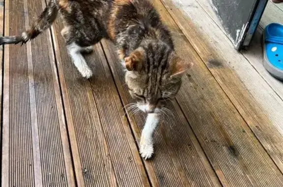 Chat tricolore maigre trouvé, très affectueux - photo