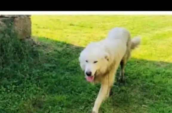 Snoopy, chien perdu à Cervières, blanc - photo