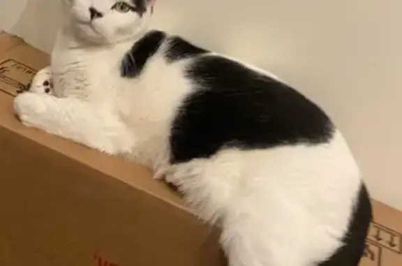 Lost Cat: White with Black Spots, 31st St