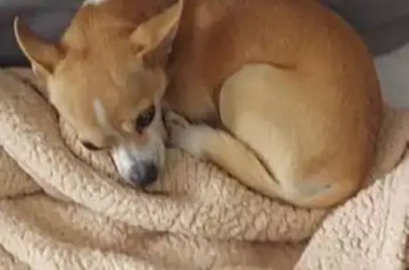 Lost: Friendly White & Brown Dog in Miami