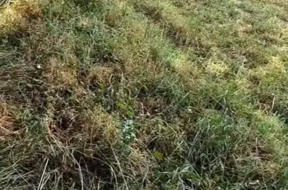 Chien trouvé à Châtelus-le-Marcheix - photo