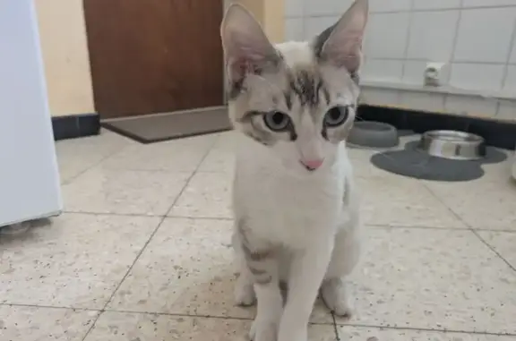Chaton gris-blanc trouvé Rue Matisse, Toulouse - photo