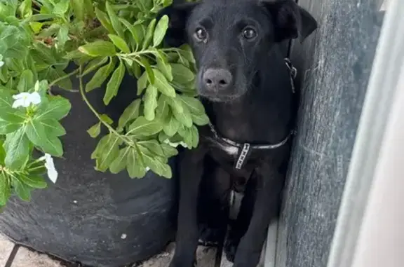 ¡Perrito Negro Perdido en CANA...