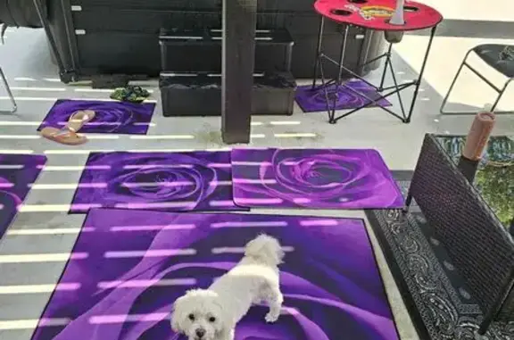 Missing dog Temple, photo: Lost Dog: White Curly Hair, Bow Legs