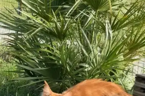 Chat perdue avec tumeur, Lherm, Route Rieumes - photo