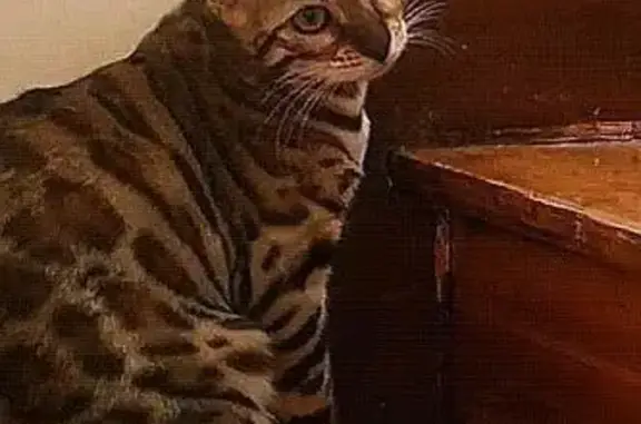 Chatte Bengal perdue à Esbly, aidez-nous ! - photo