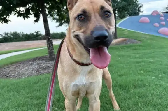 Friendly Spayed Dog Found in Katy 20835