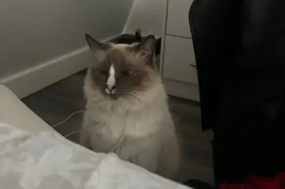 Lost Fluffy Cat: Blue-Eyed Beauty in Tucker