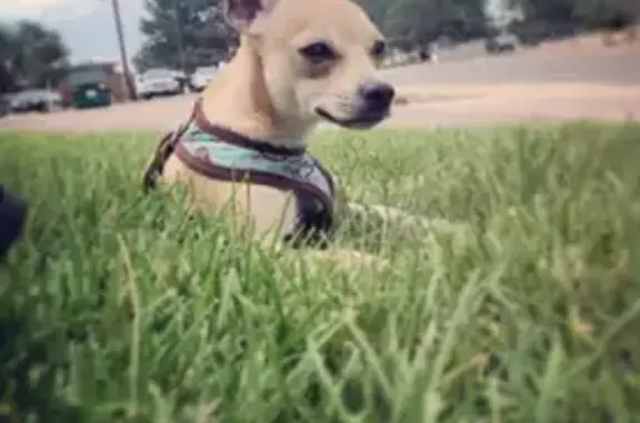 Lost Tan Chihuahua Rambo in Aurora