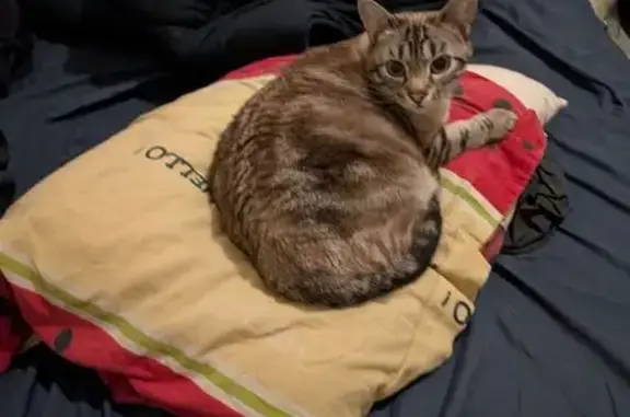 Chat perdu, La Couronne, photo: Chat perdu blanc et gris, peureux, La Couronne