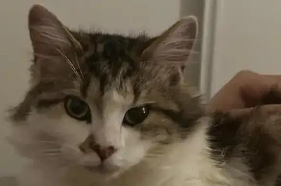 Chat perdu, Le Mans, photo: Chat tigré et blanc perdu au Mans