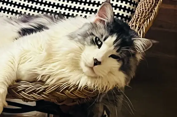 Chat perdu, Éguilles, photo: Chats disparus à Éguilles : Aidez-nous !