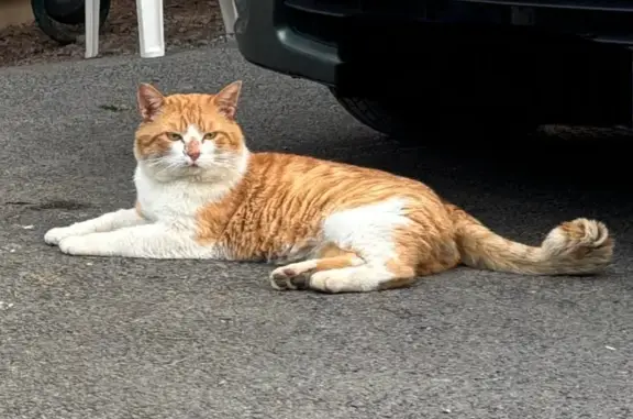 Chat roux et blanc perdu à Tresques - photo