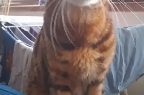 Chat perdu, , photo: Chat Bengal perdu, sociable, Saâles