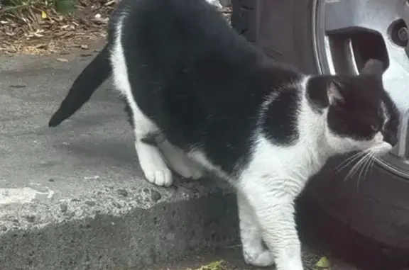 Found pets San Francisco, photo: Found: White & Black Cat in SF Parking Lot
