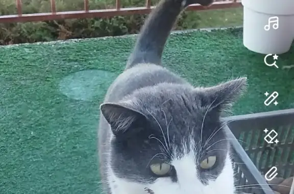 Animaux perdus Dogneville, photo: Chat gris-blanc Léo perdu à Dogneville