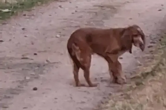 Animaux trouvés Bellerive-sur-Allier, photo: Chienne cocker marron trouvée à Bellerive