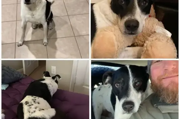 Lost: Large White Dog with Black Patches