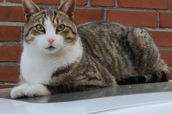 Lost Tabby Cat: Ordway Rd, Toronto