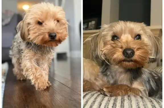 Lost Dog: Luna - Last Seen Near Division