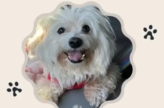 Lost: Elderly White Dog Near Sunrise Ct