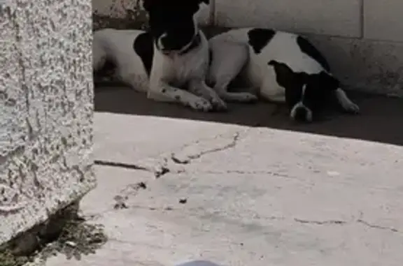 Lost Dog: Help Needed for Autistic Son