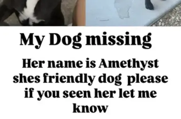 Lost and found pets North Las Vegas, photo: Help Find Our Sweet 11-Month-Old Pup!