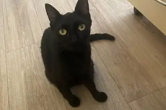 Chat trouvé Tonneins, photo: Jeune chatte noire trouvée à Tonneins