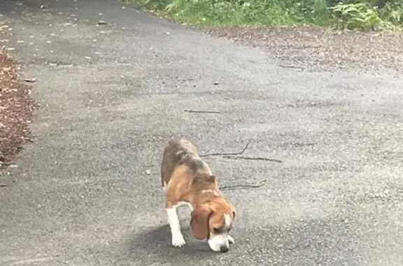 Animaux trouvés , photo: Chien beagle mâle trouvé à Laignelet