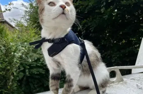 Animaux trouvés , photo: Chat trouvé : sociable et câlin à Crulai