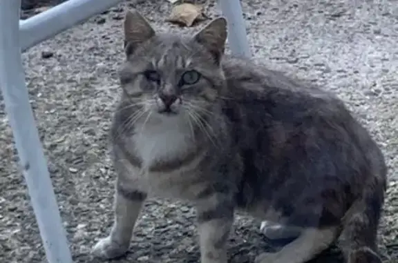 Chat gris-blanc blessé, craintif rue d'Anjou - photo