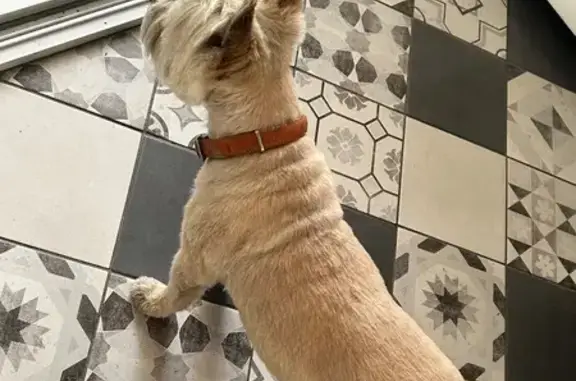 Animaux trouvés Sauxillanges, photo: Chienne Cairn Terrier trouvée à Sauxillanges