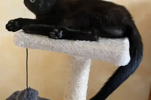 Chatte noire perdue, yeux verts, câline - photo
