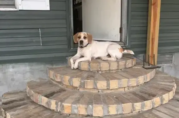 Lost Dog: White/Brown, Blue Collar, Injured