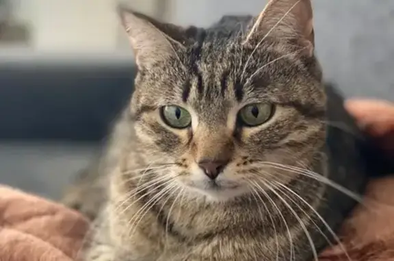 Animaux perdus Villeurbanne, photo: Chatte perdue le 7 juillet à Villeurbanne