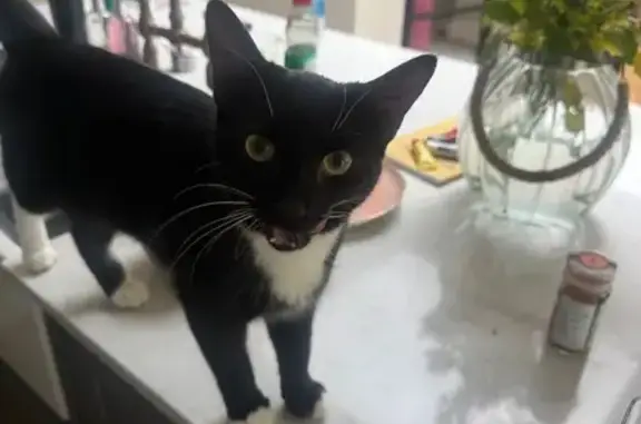 Lost Tuxedo Cat in Glenlockhart Valley