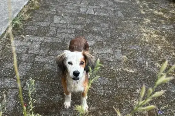 Chienne de chasse trouvée à Confort - photo