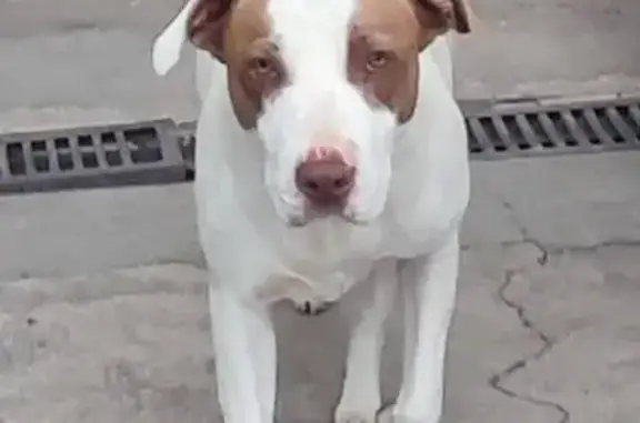 Perro Perdido: Blanco con Manchas Cafés en CDMX