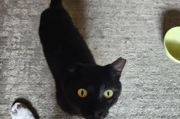 Lost and found pets Jacksonville, photo: Lost 3-Legged Cat: Black & White, Agile
