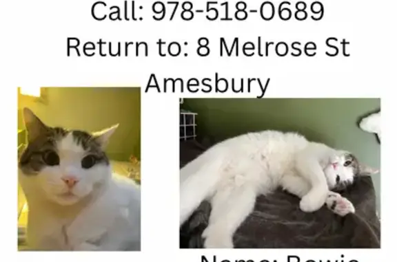 Lost Cat: Bowie - Shy, Loves Treats, Amesbury