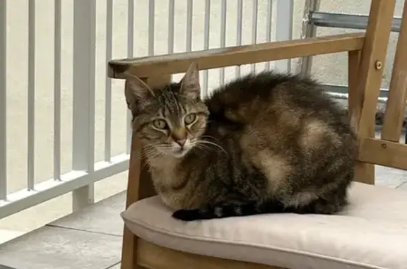 Chatte câline trouvée, apeurée, rue Camélinat - photo