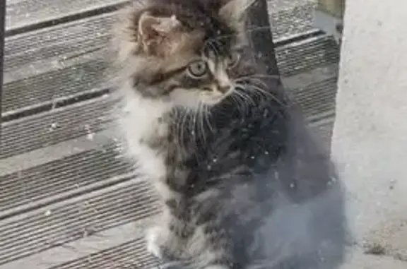 Chat trouvé , photo: Chaton tigré-blanc trouvé à Ellon