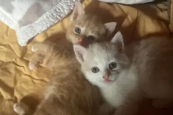 Chatons perdus: femelle rousse et mâle roux - photo